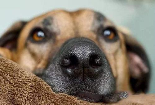 狗狗不为人知的十个秘密 - 警犬训练器材厂家 _警犬训练用品_工作犬训练用品-南京开久警犬装备-警犬训练器材厂家 _警犬训练用品_工作犬训练用品-南京开久警犬装备