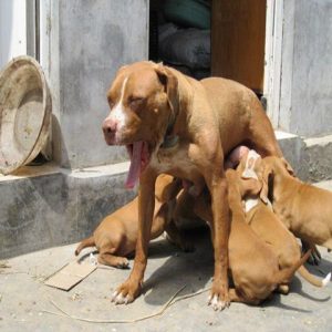 斗狗犬什么品种最厉害(斗狗一般用什么品种)-警犬训练器材厂家 _警犬训练用品_工作犬训练用品-南京开久警犬装备
