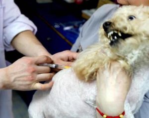 两个月的小狗打什么针萌宠(两个月大的小狗容易得什么病)-警犬训练器材厂家 _警犬训练用品_工作犬训练用品-南京开久警犬装备