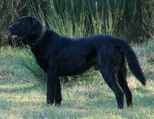 卡斯特罗拉博雷罗犬(卡斯特罗拉博雷罗犬多钱一条)-警犬训练器材厂家 _警犬训练用品_工作犬训练用品-南京开久警犬装备