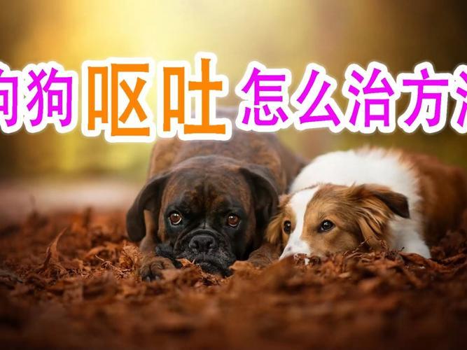 狗子拉稀呕吐怎么办(狗子不吃饭拉稀呕吐是怎么回事) - 警犬训练器材厂家 _警犬训练用品_工作犬训练用品-南京开久警犬装备-警犬训练器材厂家 _警犬训练用品_工作犬训练用品-南京开久警犬装备