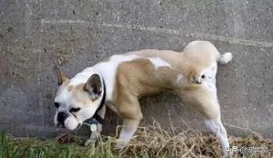 如何训练狗狗不进入主人卧室-警犬训练器材厂家 _警犬训练用品_工作犬训练用品-南京开久警犬装备