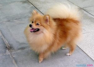 长相像狐狸的狗(长相像狐狸的狗是什么狗白色)-警犬训练器材厂家 _警犬训练用品_工作犬训练用品-南京开久警犬装备