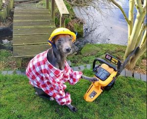 狗可以活多少年一般是10(树一般能活多少年)-警犬训练器材厂家 _警犬训练用品_工作犬训练用品-南京开久警犬装备