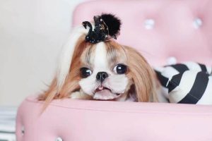 西施犬的寿命及特点(小体西施犬寿命)-警犬训练器材厂家 _警犬训练用品_工作犬训练用品-南京开久警犬装备