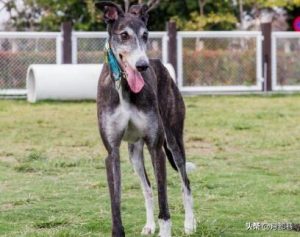格力犬哪种好？格力犬种公-警犬训练器材厂家 _警犬训练用品_工作犬训练用品-南京开久警犬装备