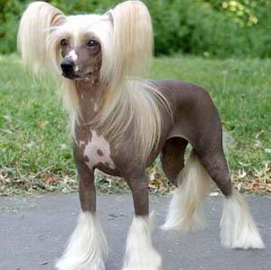 中国冠毛犬介绍(中国冠毛犬多少钱)-警犬训练器材厂家 _警犬训练用品_工作犬训练用品-南京开久警犬装备