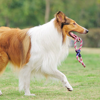 宠物狗牧羊犬名字大全(宠物狗名字大全萌萌哒)-警犬训练器材厂家 _警犬训练用品_工作犬训练用品-南京开久警犬装备