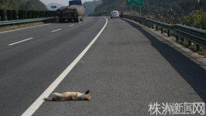 高速拦狗  高速拦狗的大宝妈-警犬训练器材厂家 _警犬训练用品_工作犬训练用品-南京开久警犬装备