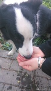 狗飞盘比赛摇滚歌曲萌宠-警犬训练器材厂家 _警犬训练用品_工作犬训练用品-南京开久警犬装备