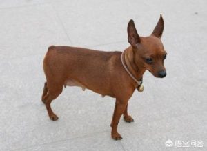 长耳朵短毛的大型犬萌宠(耳朵很长的大型犬)-警犬训练器材厂家 _警犬训练用品_工作犬训练用品-南京开久警犬装备