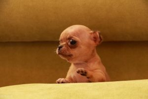 茶杯狗几元一只(茶杯狗10元一只哪里买)-警犬训练器材厂家 _警犬训练用品_工作犬训练用品-南京开久警犬装备