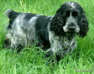 可卡犬 *** (纯种可卡犬 *** )-警犬训练器材厂家 _警犬训练用品_工作犬训练用品-南京开久警犬装备