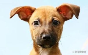 狗叫不叫(狗叫不叫作为考核标准怎么看)-警犬训练器材厂家 _警犬训练用品_工作犬训练用品-南京开久警犬装备