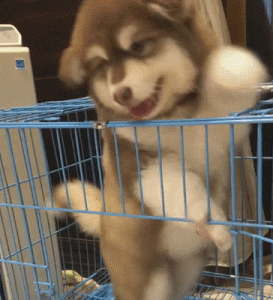 狗狗益生菌排行榜前十名( *** 肠道益生菌排行榜前十名)-警犬训练器材厂家 _警犬训练用品_工作犬训练用品-南京开久警犬装备