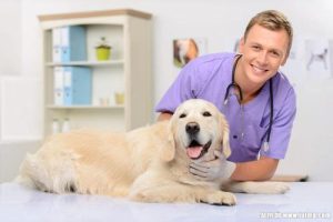 *** 宠物狗狗医生( *** 狗狗医生免费咨询)-警犬训练器材厂家 _警犬训练用品_工作犬训练用品-南京开久警犬装备