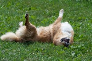 狗狗打滚是怎么回事萌宠(狗狗在屎上打滚怎么回事儿)-警犬训练器材厂家 _警犬训练用品_工作犬训练用品-南京开久警犬装备