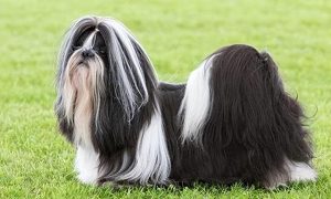 西施犬寿命多长西施犬的寿命在12到14年-警犬训练器材厂家 _警犬训练用品_工作犬训练用品-南京开久警犬装备