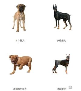 天津禁养犬种名单天津禁养烈性犬名单-警犬训练器材厂家 _警犬训练用品_工作犬训练用品-南京开久警犬装备