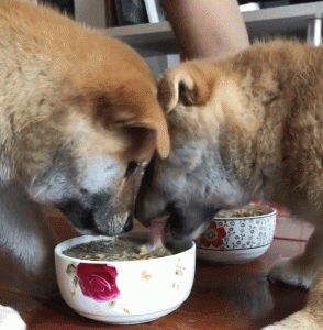 幼犬吃饭太快怎么办(幼犬不好好吃饭怎么办)-警犬训练器材厂家 _警犬训练用品_工作犬训练用品-南京开久警犬装备