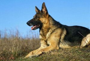 德国牧羊犬(德国牧羊犬吃什么食物最好)-警犬训练器材厂家 _警犬训练用品_工作犬训练用品-南京开久警犬装备