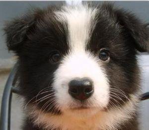 牧羊犬和边牧的区别萌宠(英格兰牧羊犬和边牧的区别)-警犬训练器材厂家 _警犬训练用品_工作犬训练用品-南京开久警犬装备