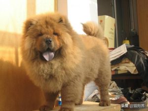 犬细小症状(小狗得细小是什么症状)-警犬训练器材厂家 _警犬训练用品_工作犬训练用品-南京开久警犬装备