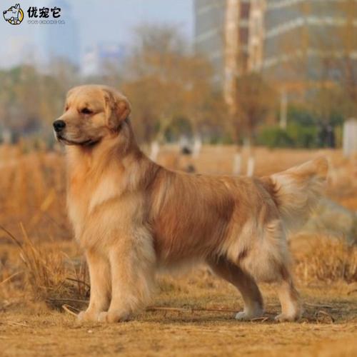 金色的狗叫什么名字(金色毛的大狗叫什么) - 警犬训练器材厂家 _警犬训练用品_工作犬训练用品-南京开久警犬装备-警犬训练器材厂家 _警犬训练用品_工作犬训练用品-南京开久警犬装备