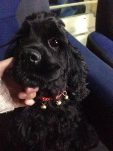 美卡狗黑色(黑色美卡 *** )-警犬训练器材厂家 _警犬训练用品_工作犬训练用品-南京开久警犬装备