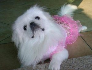 京巴犬性格优点缺点(京巴的优点和缺点)-警犬训练器材厂家 _警犬训练用品_工作犬训练用品-南京开久警犬装备