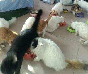 石家庄买猫狗的市场(石家庄有没有猫狗救助站)-警犬训练器材厂家 _警犬训练用品_工作犬训练用品-南京开久警犬装备