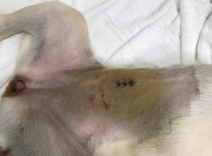 狗狗的 *** 出来了怎么办(狗狗难产生不出来怎么办)-警犬训练器材厂家 _警犬训练用品_工作犬训练用品-南京开久警犬装备