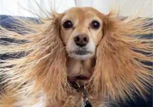 德国长毛腊肠犬(长毛腊肠犬颜色)-警犬训练器材厂家 _警犬训练用品_工作犬训练用品-南京开久警犬装备