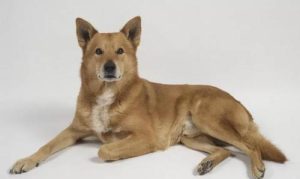 以色列迦南犬(以色列从埃及到迦南需要多久)-警犬训练器材厂家 _警犬训练用品_工作犬训练用品-南京开久警犬装备