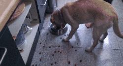 上班族养狗攻略(小户型上班族养狗)-警犬训练器材厂家 _警犬训练用品_工作犬训练用品-南京开久警犬装备