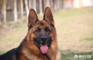 男人可以插宠物狗:阿迪斯加宠物狗-警犬训练器材厂家 _警犬训练用品_工作犬训练用品-南京开久警犬装备