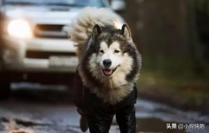 最帅的狗是什么狗(王大拿的狗是什么狗)-警犬训练器材厂家 _警犬训练用品_工作犬训练用品-南京开久警犬装备