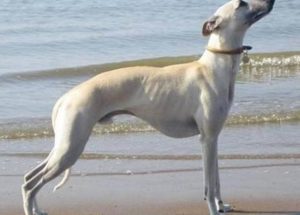 马尔济斯犬多少钱一只_圣伯纳犬多少钱一只-警犬训练器材厂家 _警犬训练用品_工作犬训练用品-南京开久警犬装备