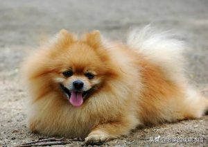 怎么引导狗狗搞我-警犬训练器材厂家 _警犬训练用品_工作犬训练用品-南京开久警犬装备