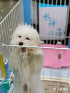 离我最近的狗狗医院:请问离我家最近的宠物医院-警犬训练器材厂家 _警犬训练用品_工作犬训练用品-南京开久警犬装备