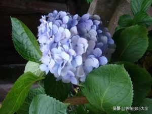 养过绣球犬(绣球犬是什么狗)-警犬训练器材厂家 _警犬训练用品_工作犬训练用品-南京开久警犬装备