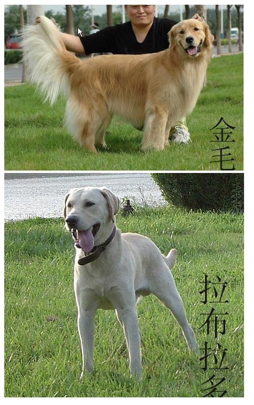 拉布拉多犬和金毛有什么区别总结正确区分! - 警犬训练器材厂家 _警犬训练用品_工作犬训练用品-南京开久警犬装备-警犬训练器材厂家 _警犬训练用品_工作犬训练用品-南京开久警犬装备