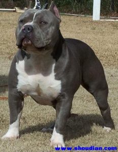 十大猛犬类排名(世界十大猛犬排名)-警犬训练器材厂家 _警犬训练用品_工作犬训练用品-南京开久警犬装备