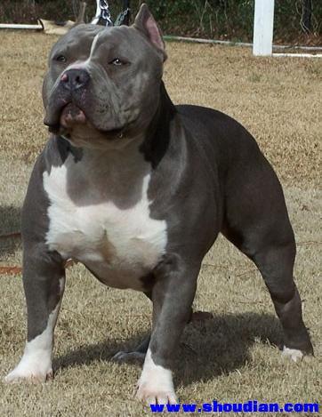 十大猛犬类排名(世界十大猛犬排名) - 警犬训练器材厂家 _警犬训练用品_工作犬训练用品-南京开久警犬装备-警犬训练器材厂家 _警犬训练用品_工作犬训练用品-南京开久警犬装备