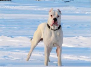 宠物狗大型犬有哪些(狗狗大型犬排名大全)-警犬训练器材厂家 _警犬训练用品_工作犬训练用品-南京开久警犬装备