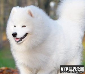 名犬排行榜(最好的狗排行榜前十名)-警犬训练器材厂家 _警犬训练用品_工作犬训练用品-南京开久警犬装备