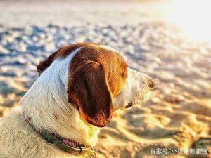三色犬怎么样萌宠？三色斯塔福犬怎么样-警犬训练器材厂家 _警犬训练用品_工作犬训练用品-南京开久警犬装备