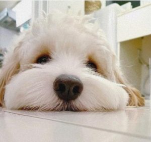 犬细小是什么病(犬细小是什么病什么症状)-警犬训练器材厂家 _警犬训练用品_工作犬训练用品-南京开久警犬装备