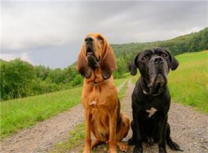 寻血猎犬(寻血猎犬是男是女)-警犬训练器材厂家 _警犬训练用品_工作犬训练用品-南京开久警犬装备