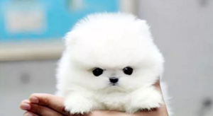 茶杯狗寿命  茶杯狗寿命短-警犬训练器材厂家 _警犬训练用品_工作犬训练用品-南京开久警犬装备